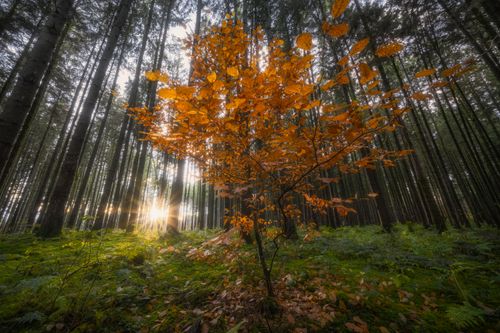 Free Sunlight filters through a forest of tall trees with vibrant autumn leaves. Stock Photo