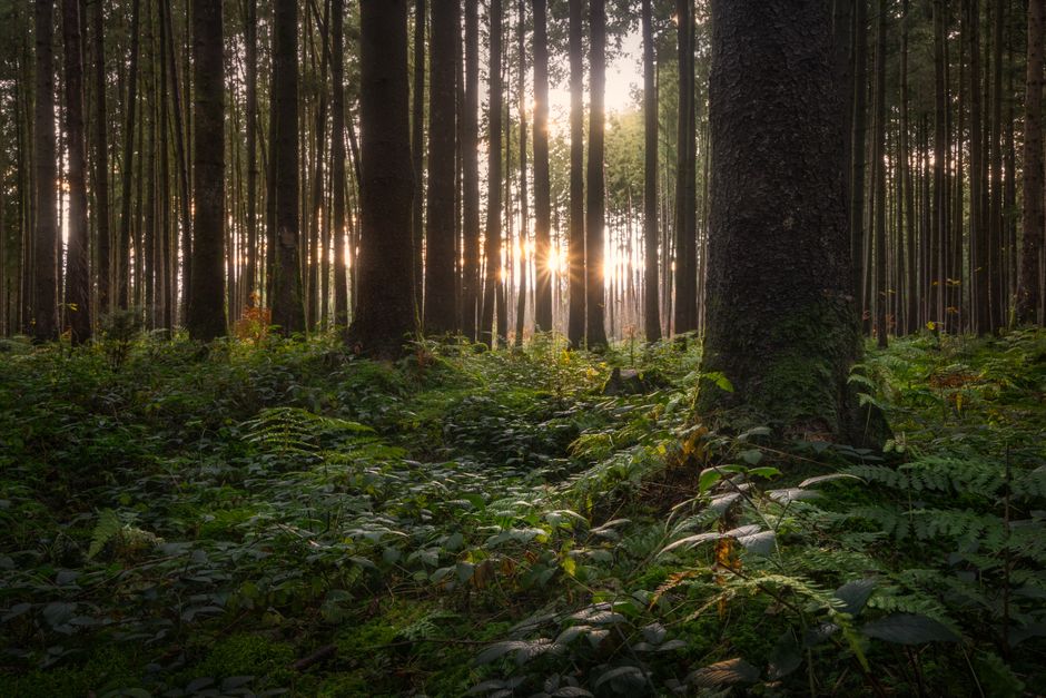 Sunlight filters through dense forest trees, creating a serene and tranquil nature scene.