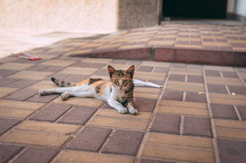 Fotos de stock gratuitas de gatos callejeros