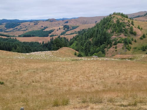 Sheep grazing in mountain pasture