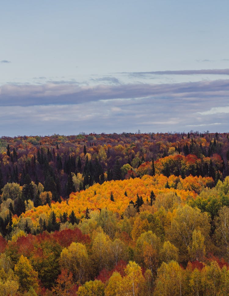 Fall Forest Under Blue Sky