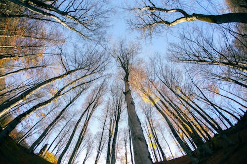 Imagine de stoc gratuită din arbore, azerbaidjan, cădere