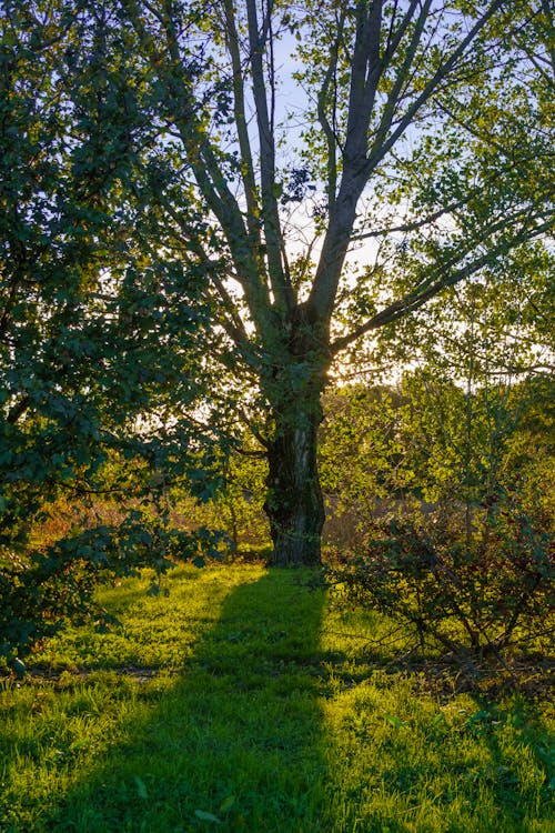 Бесплатное стоковое фото с вертикальный выстрел, газон, деревья