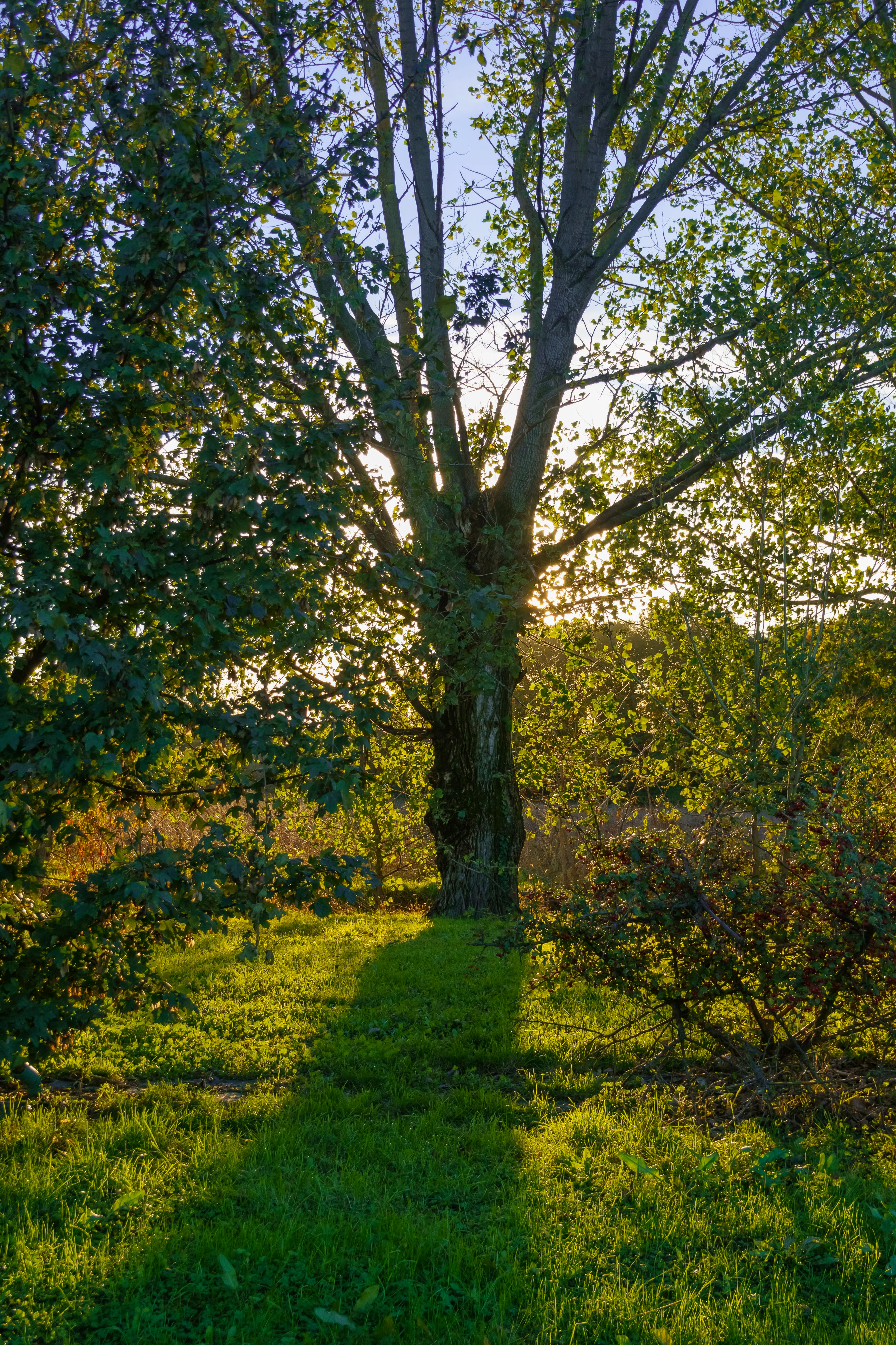 A detailed view of people relaxing in a verdant park under the sunlight.
