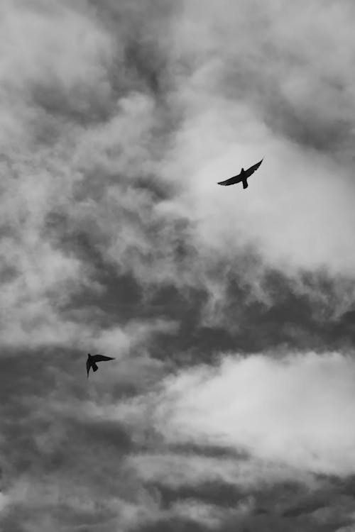 Birds in Flight Against the Sky