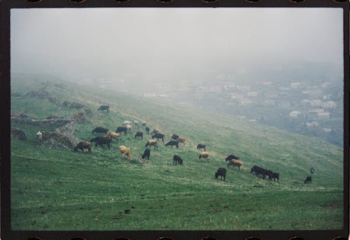 アナログ写真, セレクティブフォーカス, 丘の無料の写真素材