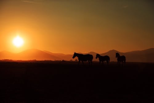 Imagine de stoc gratuită din amurg, animale, apus