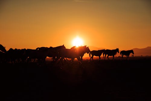 Silhouette of Horses Herd at Sunset