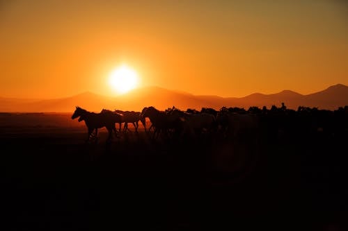 Silhouetted Herd of Horses on a Pasture at Sunset 