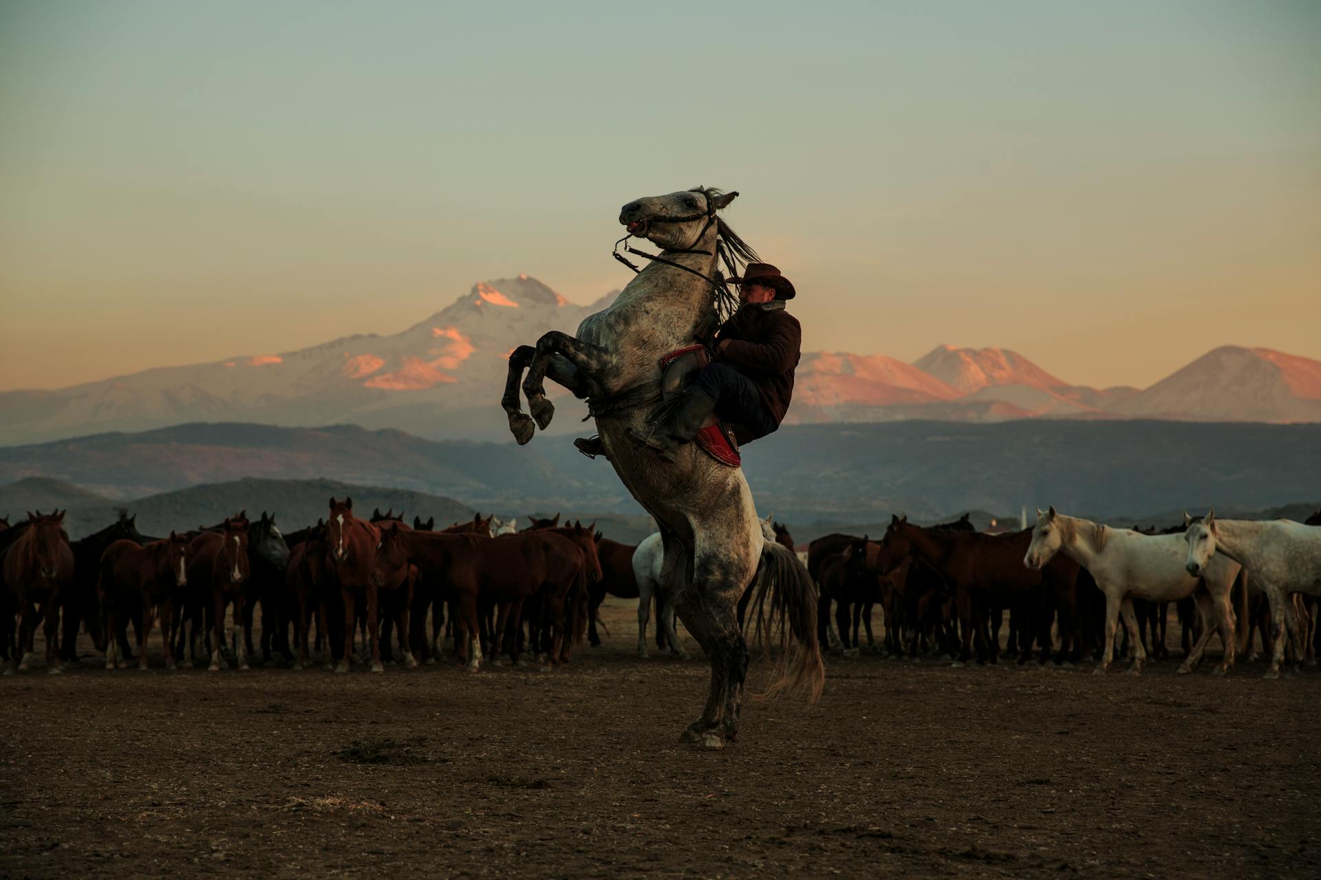 Cowboy on a Bucking Horse on the Background of an Herd of Horses on a Pasture