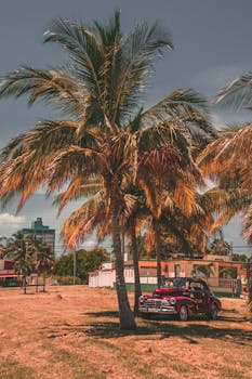 Classic vintage car parked under palm trees in sunny Varadero, Cuba.