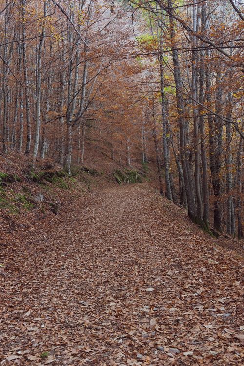 Free Tranquil autumn forest scene with a leaf-covered path surrounded by bare trees. Stock Photo