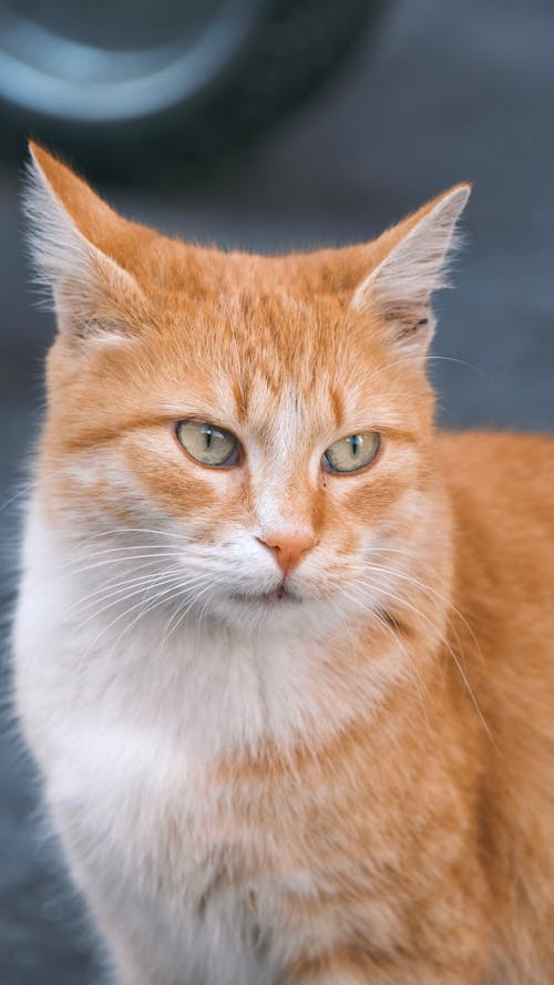 Close-up of a Ginger Cat 