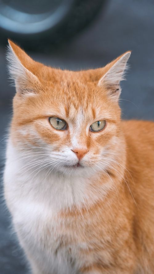 Free Close-up portrait of a ginger cat with green eyes, outdoors, soft focus. Stock Photo