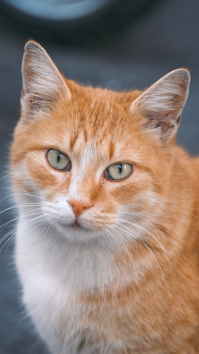 Ginger Cat Wallpaper Photos Download The BEST Free Ginger Cat