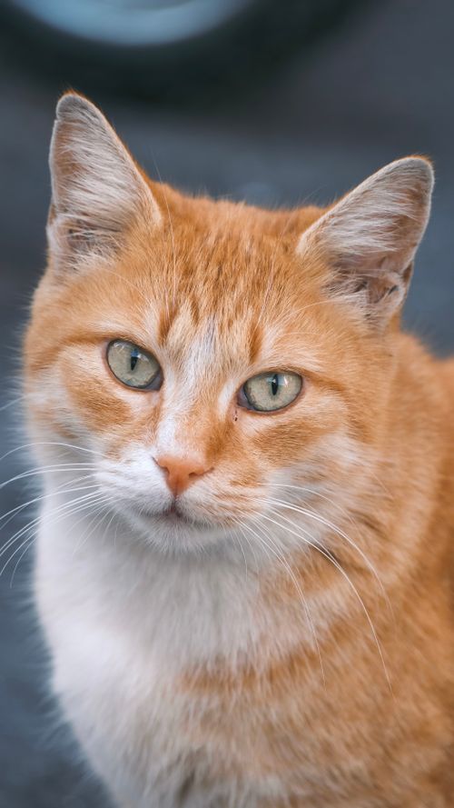 Free Charming close-up of a ginger tabby cat looking at the camera with striking green eyes. Stock Photo
