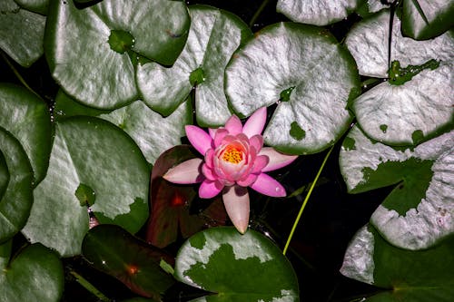 Pygmy Water-Lily on Pond