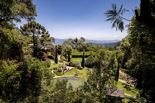 Ingyenes stockfotó amantikir park, botanikus park, Brazília témában