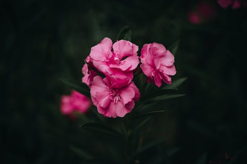 꽃, 나뭇잎, 분홍색의 무료 스톡 사진