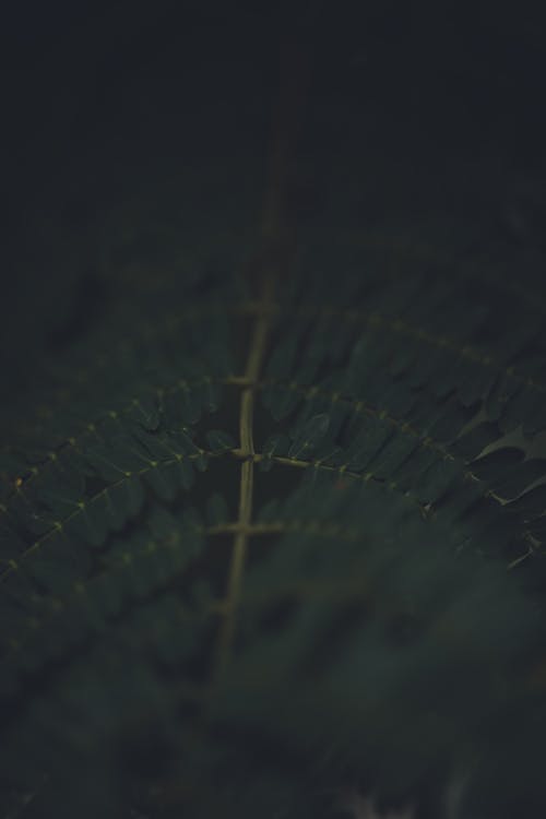 Close-up of Dark Green Leaves 