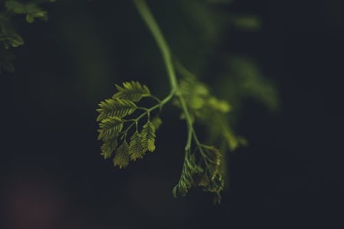 Kostenloses Stock Foto zu blätter, dunkel, flora