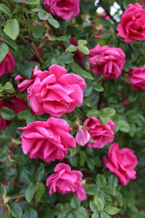 Free Close-up of vibrant pink roses in an outdoor garden showcasing natural beauty and freshness. Stock Photo