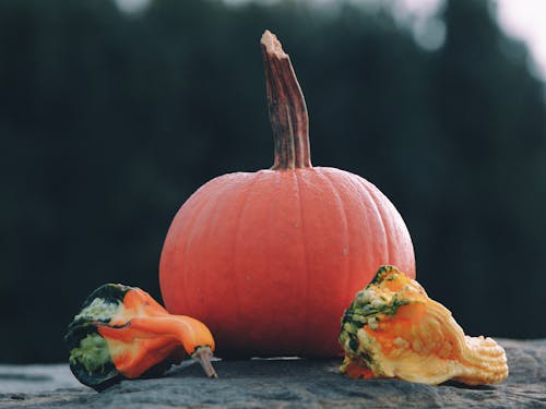 Close-up of Three Pumpkins on a Rocky Surface 