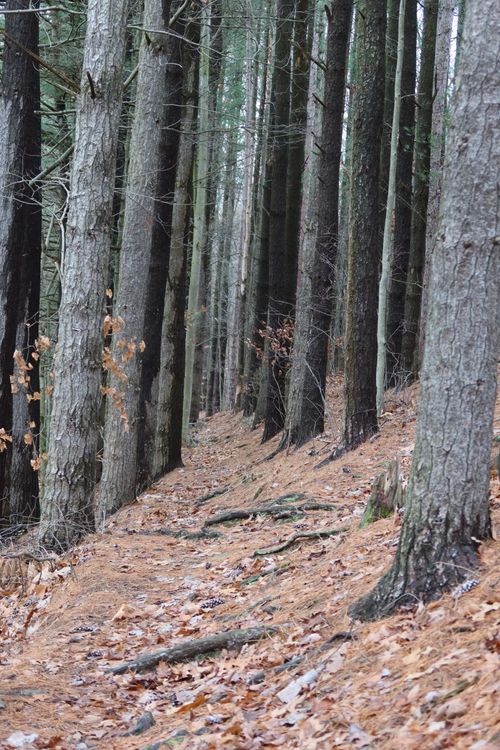 Free A tranquil path through a forest with tall trees during fall, covered in leaves. Stock Photo