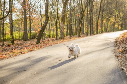 ペット, ランニング, 動物の写真の無料の写真素材