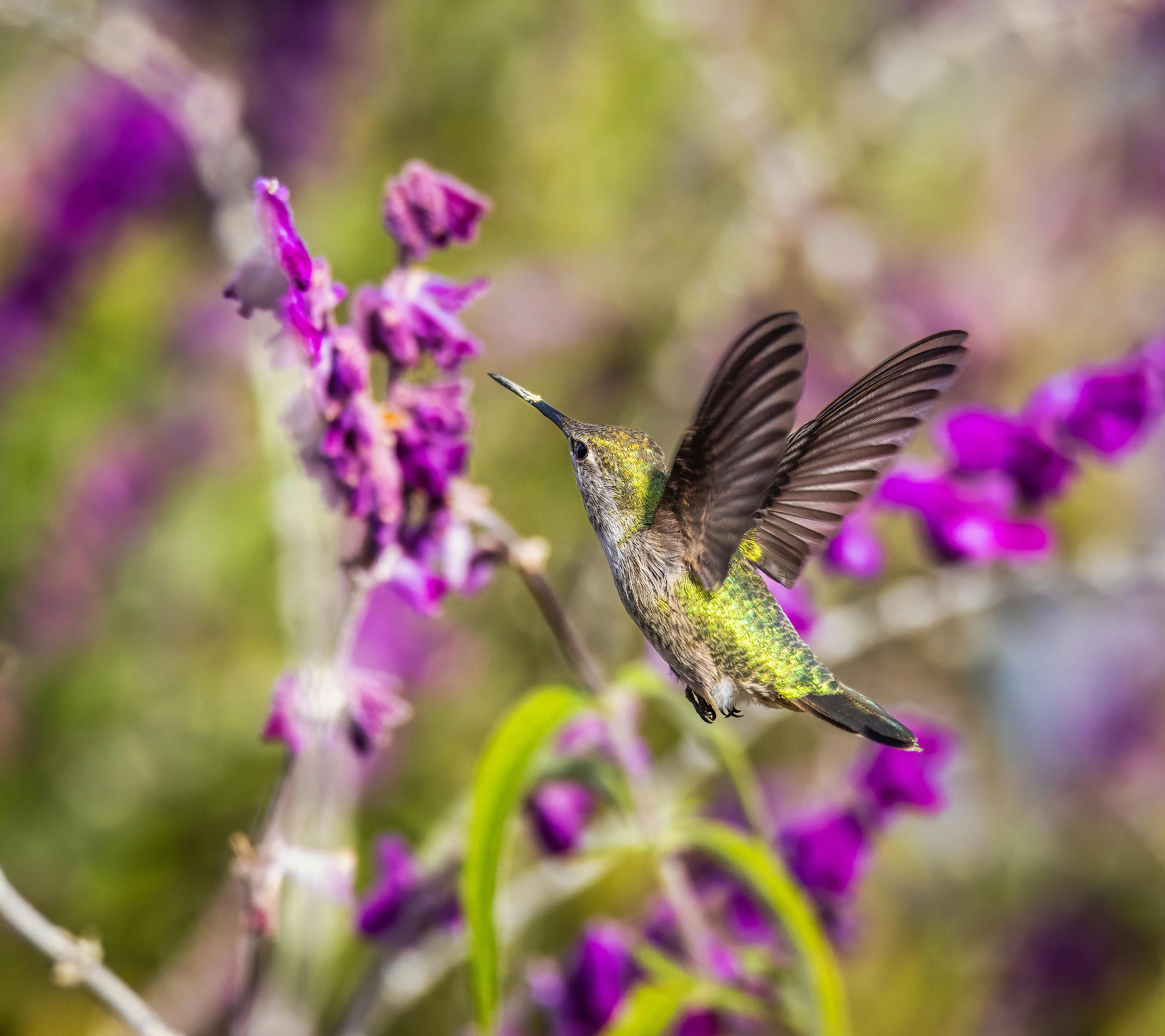 Close-up of a Hummingbird Flying near a Purple Flower · Free Stock Photo