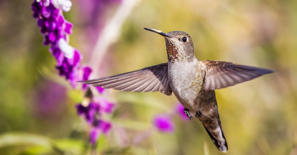 A hummingbird hovers mid-flight beside vibrant purple flowers, wings extended in sharp detail against a soft blurred background.