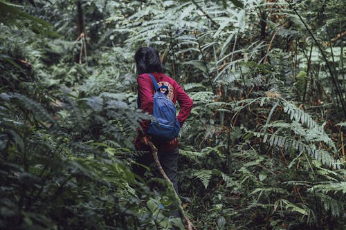 Person with a Backpack Entering the Forest