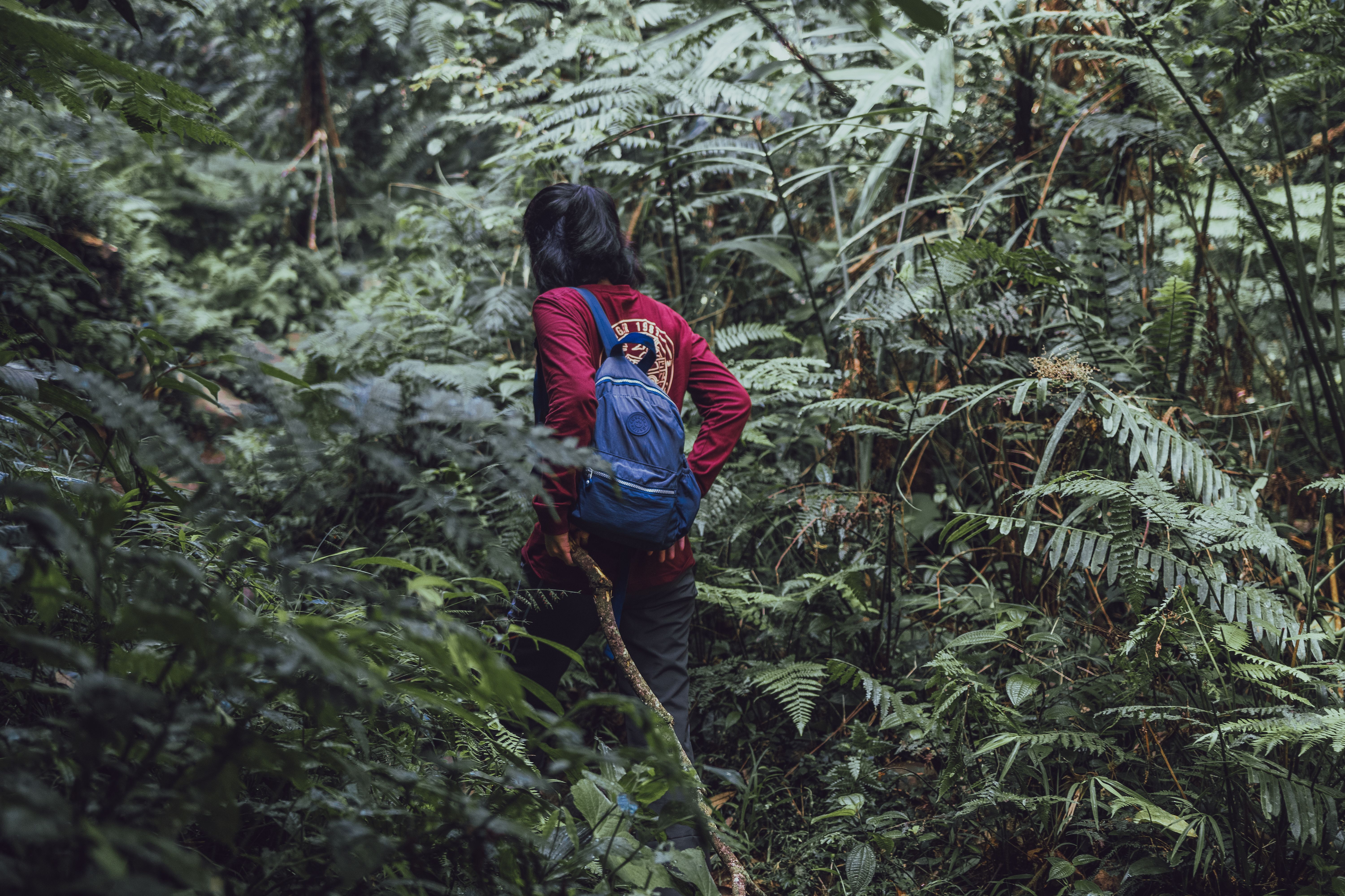 Person with a Backpack Entering the Forest · Free Stock Photo