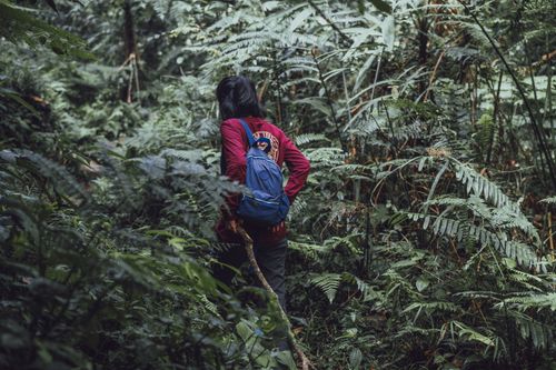 Free Woman hiking through dense green forest in Indonesia, carrying a backpack for an adventurous journey. Stock Photo