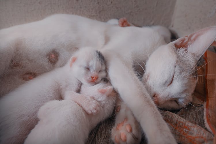 White Cat Sleeping With Little Kittens