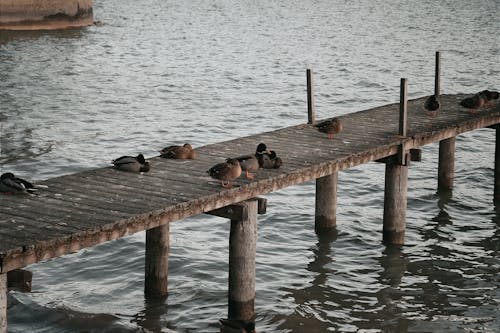 Flock of Mallard Ducks on a Wooden Jetty