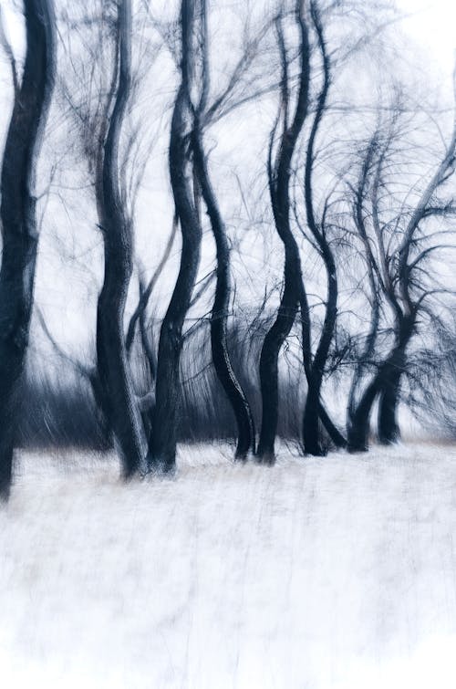 Imagine de stoc gratuită din abstract, arbori, blur