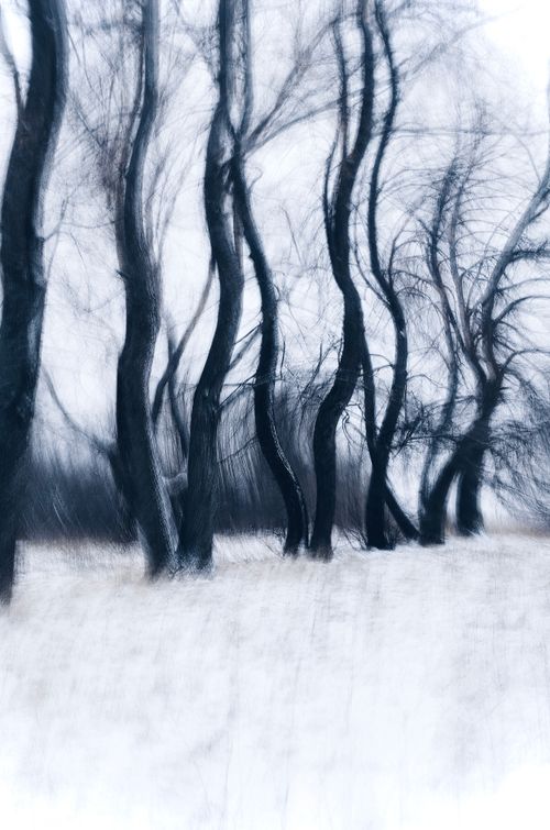 Free Surreal image of bare trees in snow, with an abstract motion blur effect, creating a dreamlike winter scene. Stock Photo