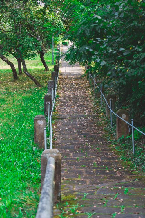 Free Idyllic forest pathway surrounded by lush greenery in a tranquil park setting. Stock Photo