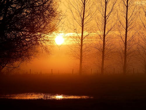 Photos gratuites de arbres, aube, brouillard