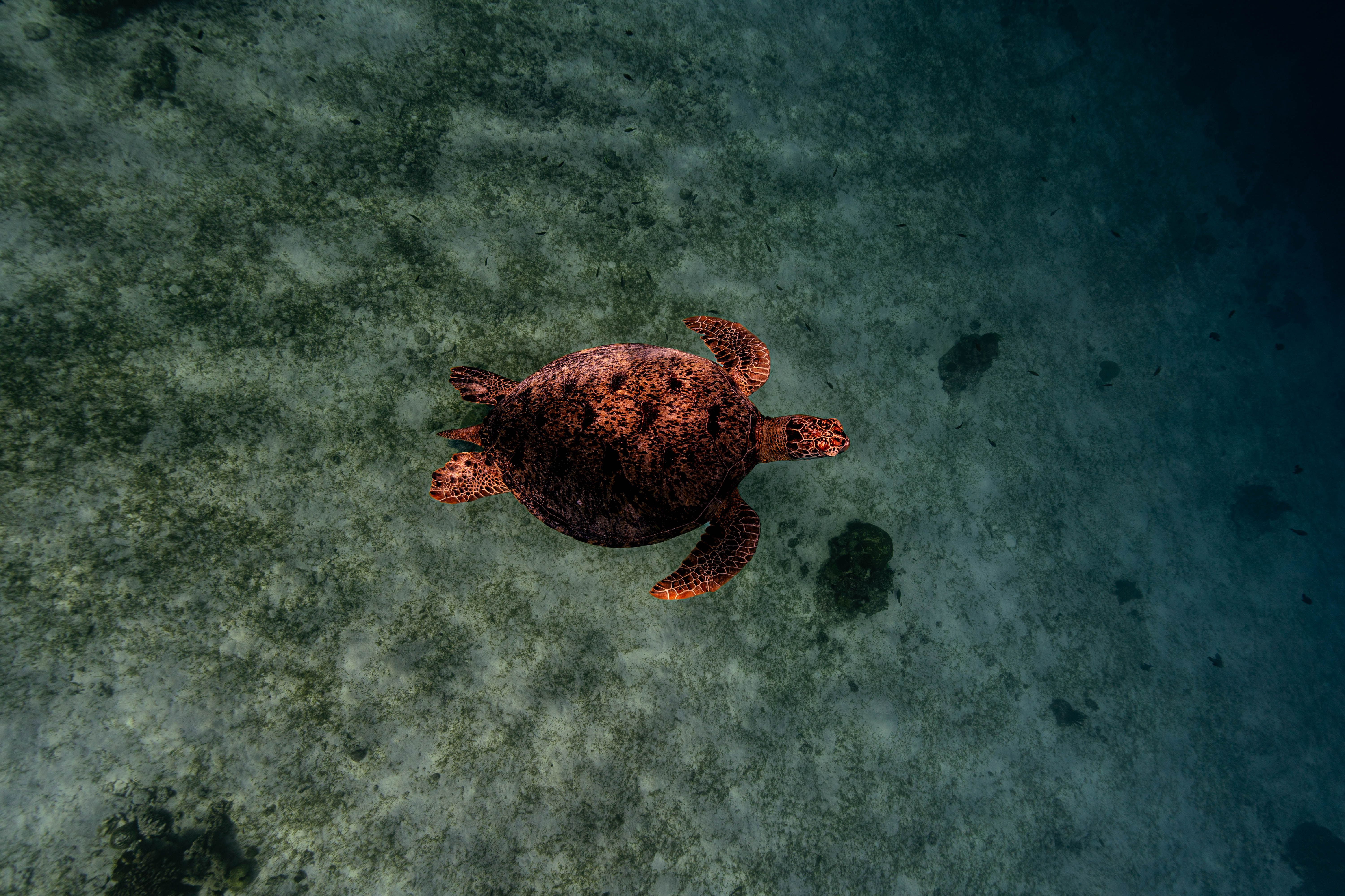tempat diving terbaik di Sulawesi Utara untuk pemula