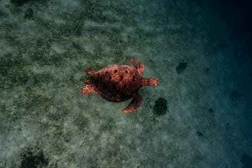 Underwater Photo of a Hawksbill Sea Turtle