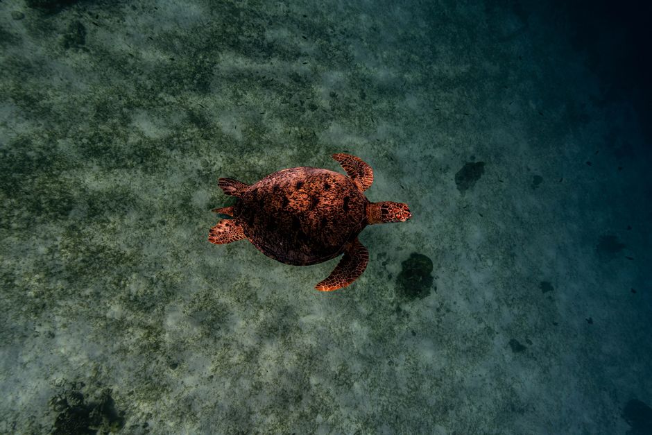 tempat diving terbaik di Sulawesi Utara untuk pemula