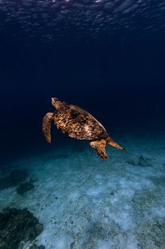 A stunning sea turtle glides gracefully through the deep blue ocean, capturing the essence of marine life.