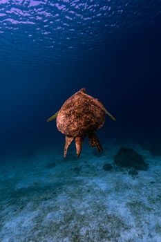 Hawksbill sea turtle captured in deep ocean, highlighting its endangered status and serene motion.