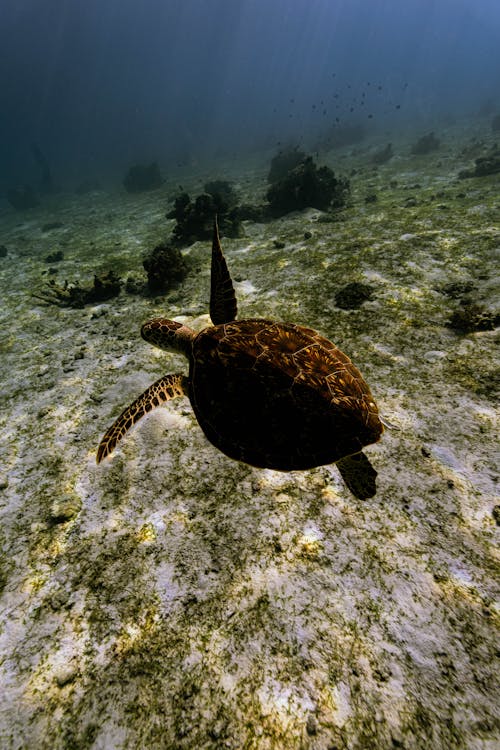 Underwater Photo of a Hawksbill Sea Turtle