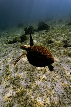 Explore the serene beauty of a hawksbill sea turtle swimming gracefully in clear waters.