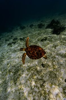 A solitary sea turtle glides gracefully over a rocky ocean floor, showcasing the serenity of underwater life.