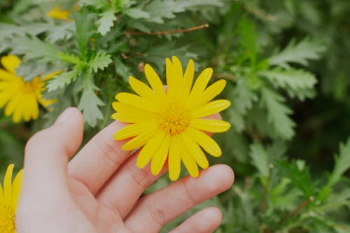 Free stock photo of colorful flowers, cotton flower, extreme close up shot