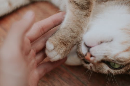 Free stock photo of cat, cat s paw, extreme close up shot
